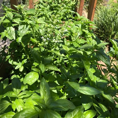 472291889 992939352661779 2500521084033864931 N